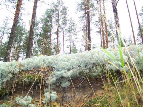 Moosiger Wald (100_0482.JPG) wird geladen. Eindrucksvolle Fotos aus Lettland erwarten Sie.
